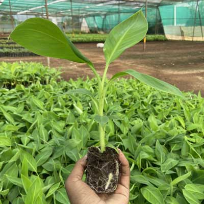 Banana Tissue Culture Plants Suppliers in India